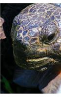 Close Up of a Gopher Tortoise Journal
