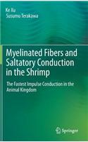 Myelinated Fibers and Saltatory Conduction in the Shrimp