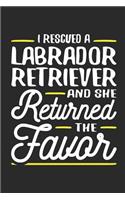 I Rescued a Labrador Retriever and She Returned the Favor