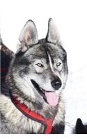 Husky Dog Portrait: 150 Page Lined Notebook/Diary(English)