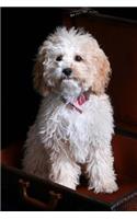 An Adorable Cockapoo Designer Dog Journal
