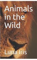 Animals in the Wild
