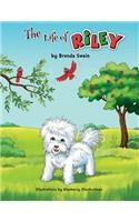 The Life Of Riley