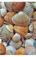 Seashells Notebook: 150 lined pages, glossy softcover, 6 x 9