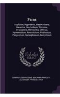 Ferns