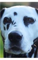 Dalmatian Dog Journal: 150 Page Lined Notebook/Diary