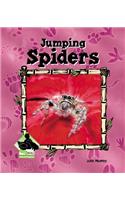 Jumping Spiders