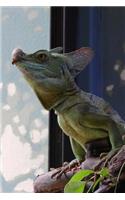 Green Basilisk Lizard Journal