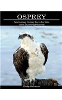 Osprey: Fascinating Osprey Facts for Kids with Stunning Pictures!