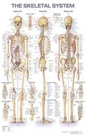 The Skeletal System Anatomical Chart: Playing the Blame Game in the 2017 British, French, and German Elections