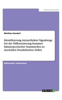 Identifizierung intrazellulärer Signalwege bei der Differenzierung humaner hämatopoetischer Stammzellen zu myeloiden Dendritischen Zellen