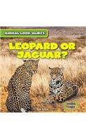 Leopard or Jaguar?