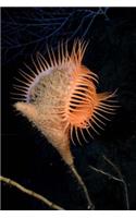Venus Flytrap Sea Anemone Actiniaria Marine Life Journal