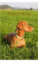 Grateful for My Dog