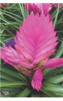 Bromelia Pflanze