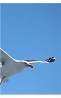 Seagull Notebook