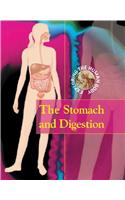 Stomach and Digestion