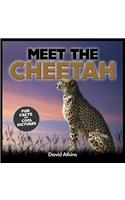 Meet The Cheetah