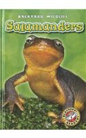 Salamanders: (Backyard Wildlife)