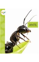 Ants