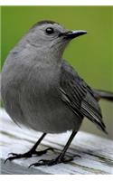 Gray Catbird (Dumetella Carolinensis) Bird Journal: 150 Page Lined Notebook/Diary