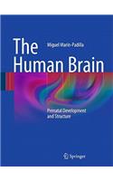 Human Brain