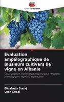 Évaluation ampélographique de plusieurs cultivars de vigne en Albanie