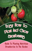 Easy How-To Plant And Grow Strawberries