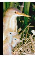 bittern nest
