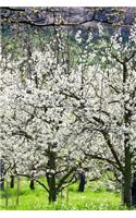 Cherry Trees in Bloom in the Spring Journal: 150 Page Lined Notebook/Diary