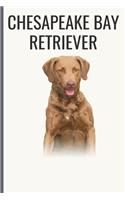 Chesapeake Bay Retriever