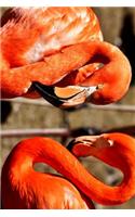 A Beautiful Pink Flamingo Pair Journal