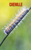 Chenille