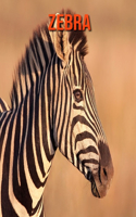 Zebra: Children's Books --- Amazing Facts & Pictures about Zebra