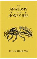 Anatomy of the Honey Bee