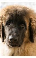 Such a Sweet Face! Leonberger Puppy Dog Pet Journal