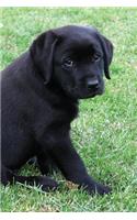 Black Lab Puppy Journal: Dog Wisdom Quotes(1 Summer Days Notebook 6x9)