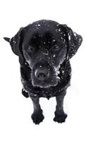 Black Lab Puppy Planner: (Snow Dog Undated Calendar Notebook 6x9)