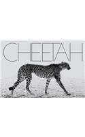 Mark Segal: Cheetah