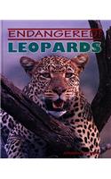 Leopards