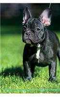 French Bulldog Affirmations Workbook French Bulldog Presents: Positive and Loving Affirmations Workbook. Includes: Mentoring Questions, Guidance, Supporting You.: Positive and Loving Affirmations Workbook. Includes: Mentoring Questions, Guidance, Supporting You.