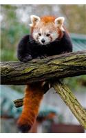 Mind Blowing Cute Little Red Panda 150 Page lined journal