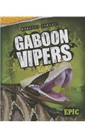 Gaboon Vipers: (Amazing Snakes!)