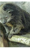 My Favorite Animal, Arctictis Binturong Journal: Take Notes, Write Down Memories in this 150 Page Lined Journal