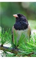 Dark-eyed Junco (Junco Hyemalis) Bird Journal: 150 page lined notebook/diary