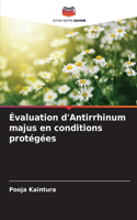 Évaluation d'Antirrhinum majus en conditions protégées