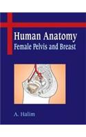 Human Anatomy : Female Pelvis and Breast