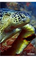 Marine Life