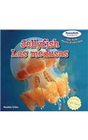 Jellyfish / Las Medusas