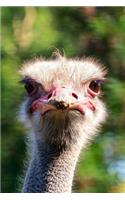 Ostrich